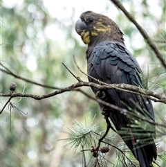 Calyptorhynchus lathami lathami at Penrose - suppressed