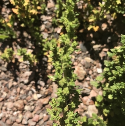 Dysphania pumilio (Small Crumbweed) at Mount Clear, ACT - 10 Jan 2021 by Tapirlord