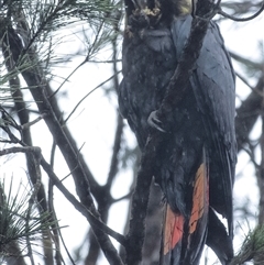 Calyptorhynchus lathami lathami (Glossy Black-Cockatoo) at Penrose, NSW - 2 Jan 2021 by Aussiegall