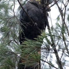 Calyptorhynchus lathami lathami at Penrose, NSW - suppressed