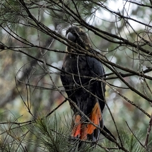 Calyptorhynchus lathami lathami at Penrose, NSW - suppressed