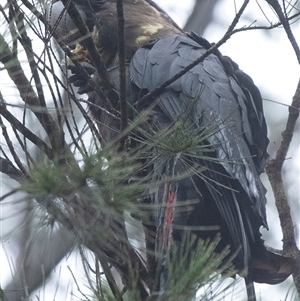 Calyptorhynchus lathami lathami at Penrose, NSW - suppressed