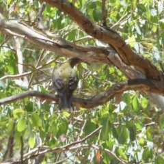 Oriolus sagittatus (Olive-backed Oriole) at Yass River, NSW - 11 Jan 2021 by SenexRugosus