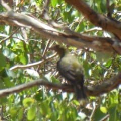 Oriolus sagittatus at Yass River, NSW - 11 Jan 2021