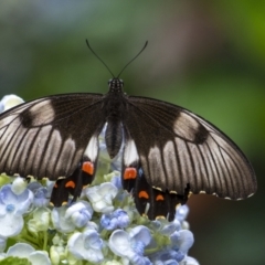 Papilio aegeus (Orchard Swallowtail, Large Citrus Butterfly) at Penrose - 7 Jan 2021 by Aussiegall