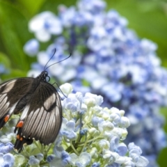 Papilio aegeus at Penrose, NSW - 7 Jan 2021