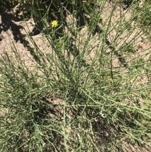 Chondrilla juncea at Mount Clear, ACT - 10 Jan 2021 11:02 AM