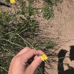 Chondrilla juncea at Mount Clear, ACT - 10 Jan 2021 11:02 AM