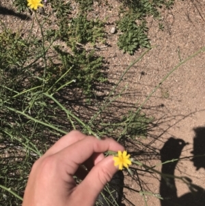 Chondrilla juncea at Mount Clear, ACT - 10 Jan 2021