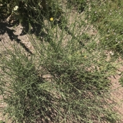 Chondrilla juncea at Mount Clear, ACT - 10 Jan 2021 11:02 AM