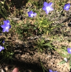 Wahlenbergia planiflora subsp. planiflora (Flat Bluebell) at Namadgi National Park - 10 Jan 2021 by Tapirlord