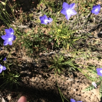 Wahlenbergia planiflora subsp. planiflora (Flat Bluebell) at Namadgi National Park - 10 Jan 2021 by Tapirlord