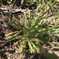 Wahlenbergia planiflora subsp. planiflora at Mount Clear, ACT - 10 Jan 2021