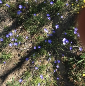 Wahlenbergia planiflora subsp. planiflora at Mount Clear, ACT - 10 Jan 2021