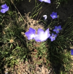 Wahlenbergia planiflora subsp. planiflora at Mount Clear, ACT - 10 Jan 2021 11:05 AM