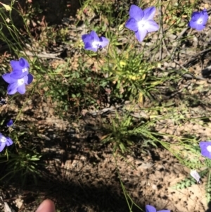 Wahlenbergia planiflora subsp. planiflora at Mount Clear, ACT - 10 Jan 2021 11:05 AM