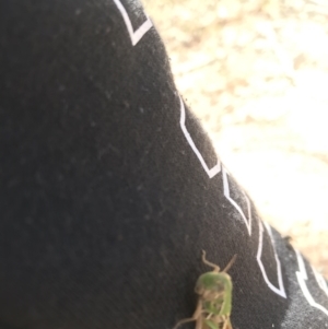 Praxibulus sp. (genus) at Mount Clear, ACT - 10 Jan 2021