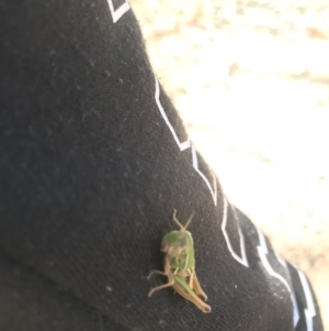 Praxibulus sp. (genus) at Mount Clear, ACT - 10 Jan 2021