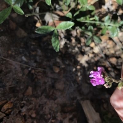 Cullen microcephalum (Dusky Scurf-pea) at Mount Clear, ACT - 10 Jan 2021 by Tapirlord