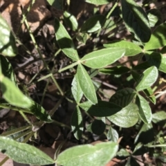 Cullen microcephalum at Mount Clear, ACT - 10 Jan 2021 11:11 AM