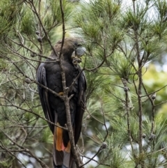 Calyptorhynchus lathami lathami (Glossy Black-Cockatoo) at Penrose, NSW - 8 Jan 2021 by Aussiegall