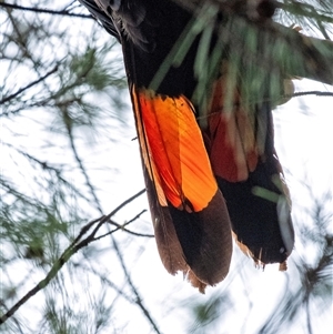 Calyptorhynchus lathami lathami at Penrose - 8 Jan 2021