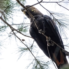 Calyptorhynchus lathami lathami at Penrose - 8 Jan 2021