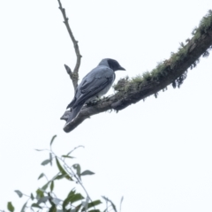 Coracina novaehollandiae (Black-faced Cuckooshrike) at Wingecarribee Local Government Area - 2 Jan 2021 by Aussiegall