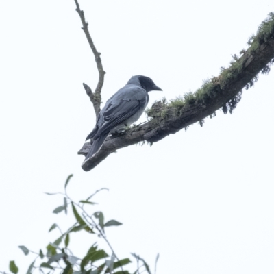 Coracina novaehollandiae (Black-faced Cuckooshrike) at Penrose, NSW - 2 Jan 2021 by Aussiegall