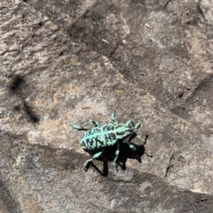 Chrysolopus spectabilis (Botany Bay Weevil) at Booth, ACT - 11 Jan 2021 by RosD