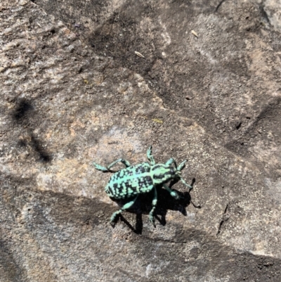 Chrysolopus spectabilis (Botany Bay Weevil) at Namadgi National Park - 11 Jan 2021 by RosD