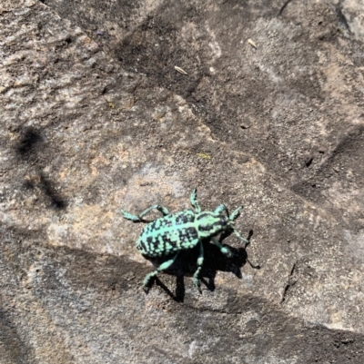 Chrysolopus spectabilis (Botany Bay Weevil) at Booth, ACT - 11 Jan 2021 by RosD