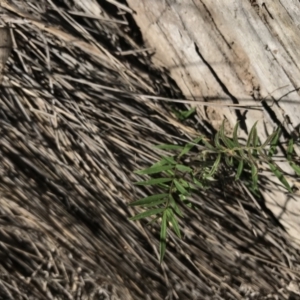 Swainsona sp. at Mount Clear, ACT - 10 Jan 2021