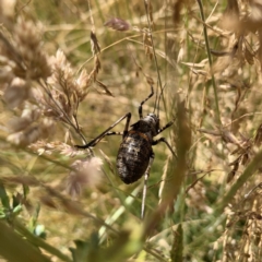 Acripeza reticulata (Mountain Katydid) at Booth, ACT - 11 Jan 2021 by RosD