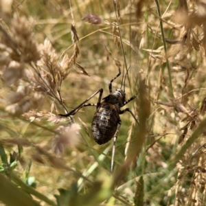 Acripeza reticulata at Booth, ACT - 11 Jan 2021 06:57 PM