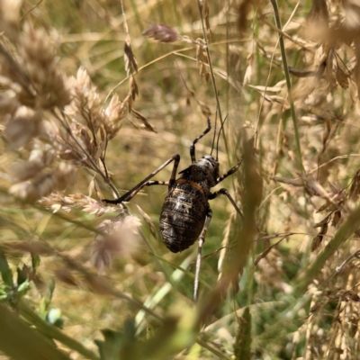 Acripeza reticulata (Mountain Katydid) at Namadgi National Park - 11 Jan 2021 by RosD