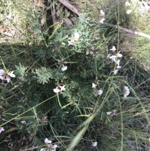 Lotus australis at Mount Clear, ACT - 10 Jan 2021