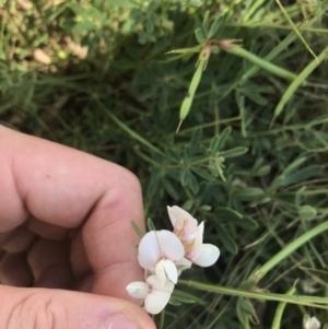 Lotus australis at Mount Clear, ACT - 10 Jan 2021