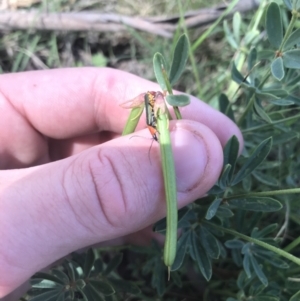 Lotus australis at Mount Clear, ACT - 10 Jan 2021