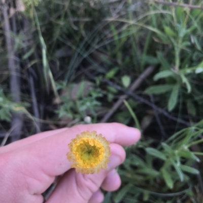 Coronidium monticola (Mountain Button Everlasting) at Mount Clear, ACT - 10 Jan 2021 by Tapirlord