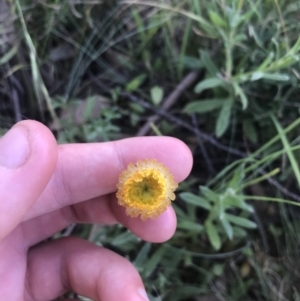 Coronidium monticola at Mount Clear, ACT - 10 Jan 2021