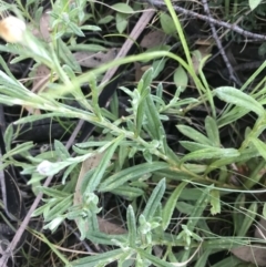 Coronidium monticola at Mount Clear, ACT - 10 Jan 2021