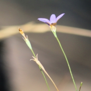 Wahlenbergia sp. at Wodonga, VIC - 10 Jan 2021 08:30 AM