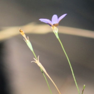 Wahlenbergia sp. (Bluebell) at Wodonga, VIC - 9 Jan 2021 by Kyliegw