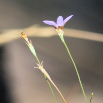 Wahlenbergia sp. (Bluebell) at Wodonga, VIC - 10 Jan 2021 by KylieWaldon