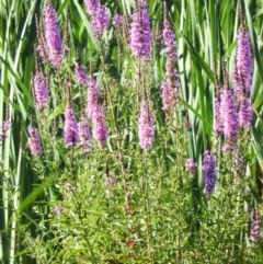 Lythrum salicaria (Purple Loosestrife) at Jerrabomberra Wetlands - 8 Jan 2021 by MatthewFrawley