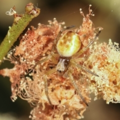 Araneinae (subfamily) (Orb weaver) at Flea Bog Flat, Bruce - 29 Dec 2020 by kasiaaus