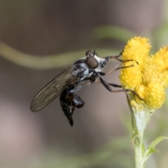 Cerdistus sp. (genus) (Slender Robber Fly) at Hawker, ACT - 6 Jan 2021 by AlisonMilton