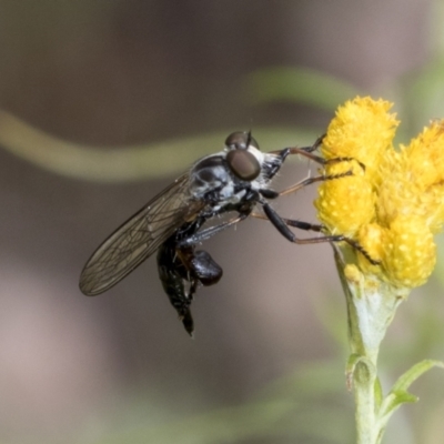 Cerdistus sp. (genus) (Yellow Slender Robber Fly) at The Pinnacle - 6 Jan 2021 by AlisonMilton