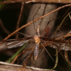 Leptotarsus (Macromastix) sp. (genus & subgenus) (Unidentified Macromastix crane fly) at Bruce Ridge to Gossan Hill - 29 Dec 2020 by kasiaaus